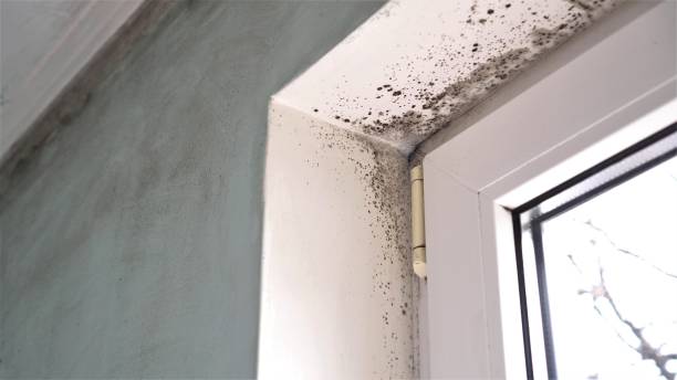 Best Commercial Mold Remediation in Cherry Hill, VA
