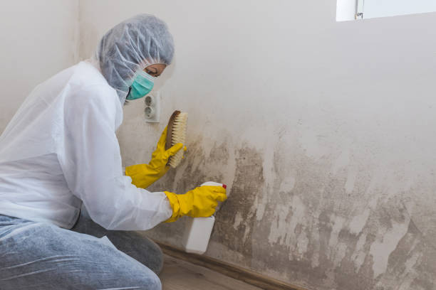 Best Bathroom Mold Remediation in Cherry Hill, VA