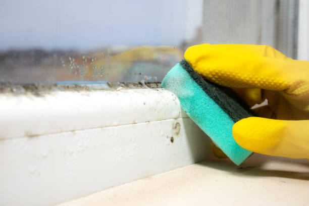 Best Emergency Mold Remediation in Cherry Hill, VA