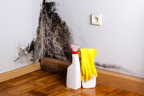 Best Basement Mold Remediation in Cherry Hill, VA