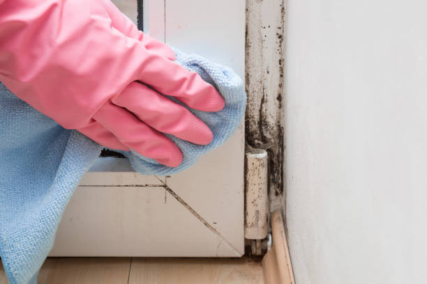 Best White Mold Remediation in Cherry Hill, VA