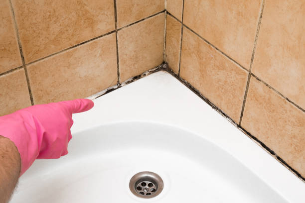 Best White Mold Remediation in Cherry Hill, VA